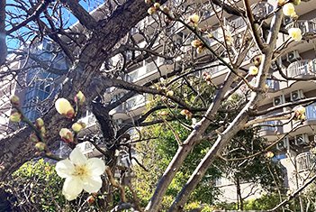 梅の花（写真）