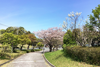 明日見お花見会（写真）