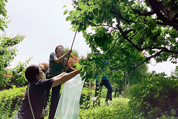 梅～かき氷までの道～その1（写真）