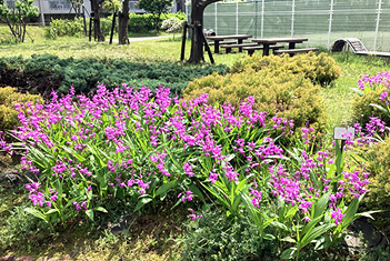 あすみ花便り（写真）