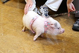 3匹のこぶたとのふれあい広場（写真）