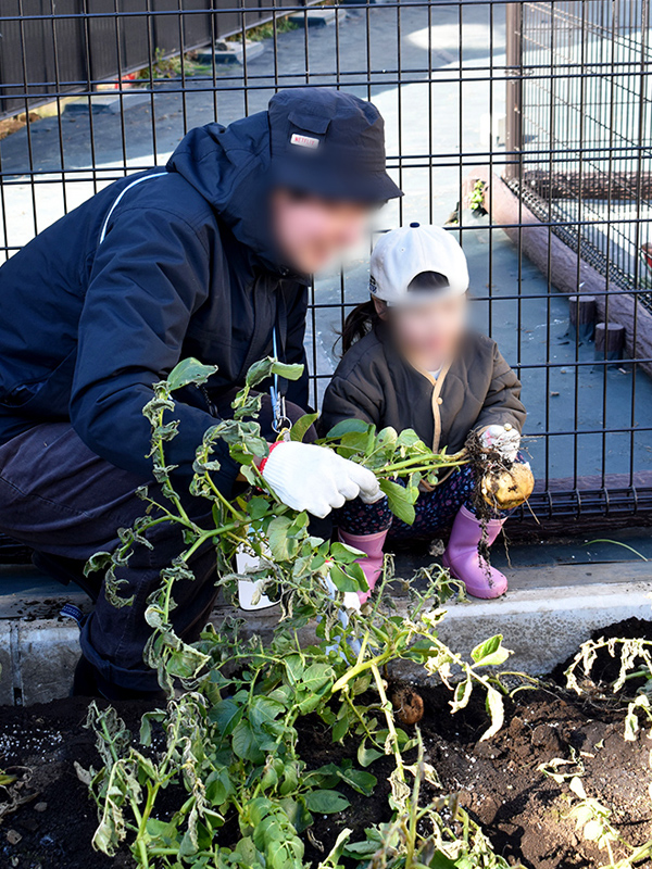 じゃがいも堀りの様子④