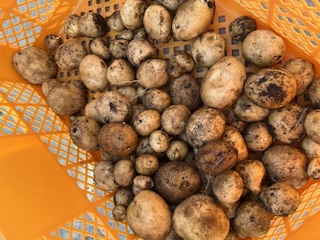 じゃがいも堀りの様子⑦