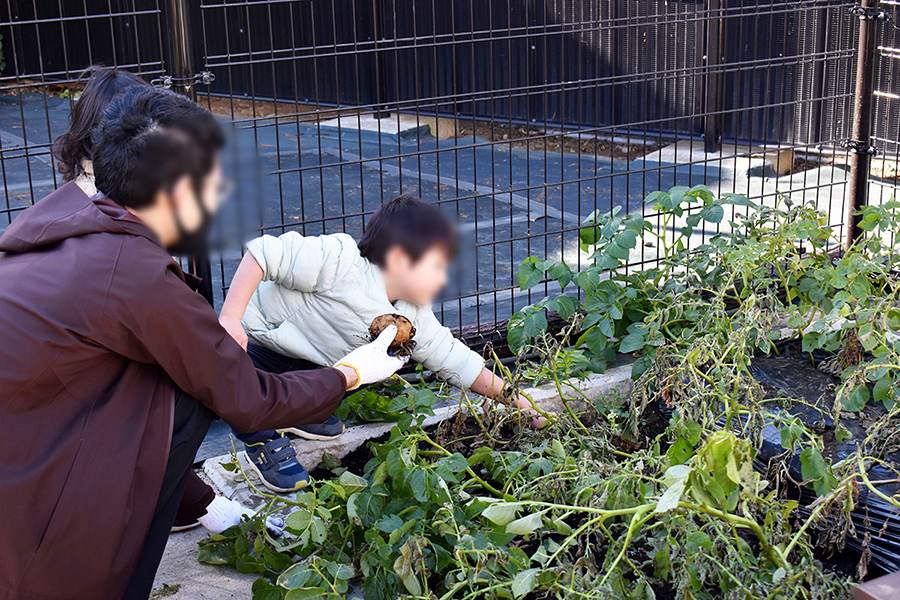 じゃがいも堀りの様子①