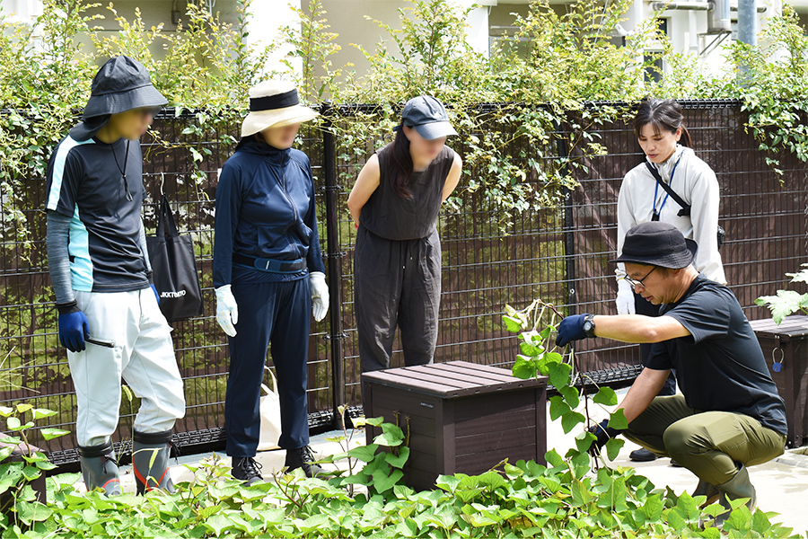 さつまいも栽培 写真②