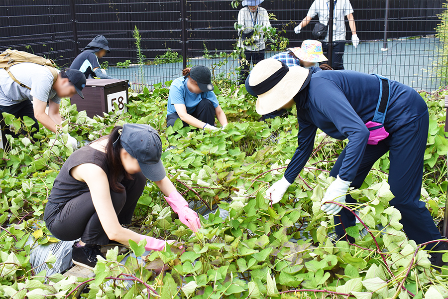 さつまいも栽培 写真③