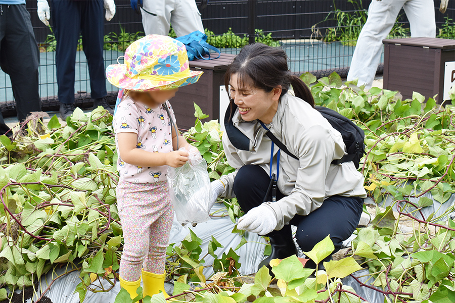 さつまいも栽培 写真⑦